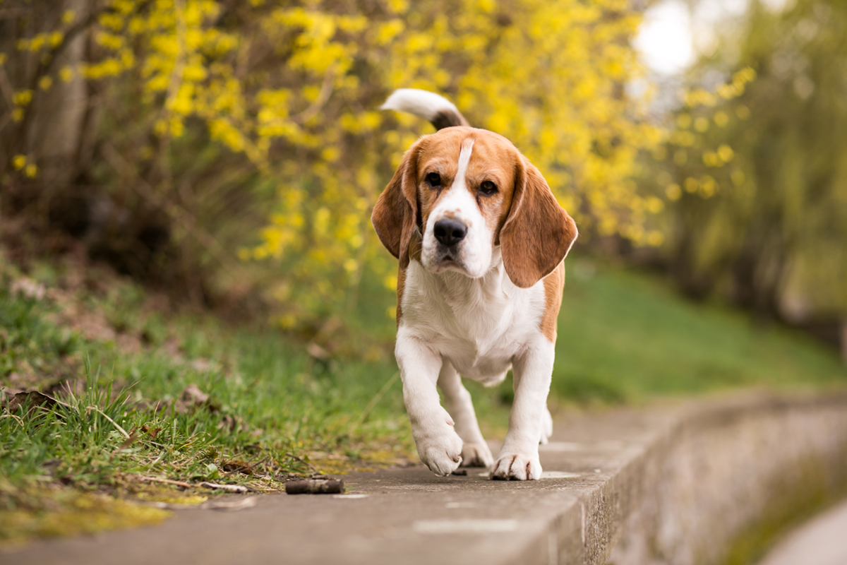 Beagle puppy India